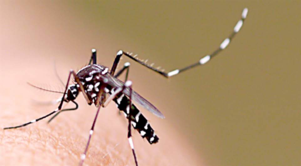 Vết đốt của muỗi sốt xuất huyết, muỗi sốt xuất huyết đốt có ngứa không? 1